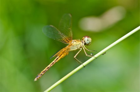 simsearch:400-04710191,k - dragonfly in garden or in green nature Stock Photo - Budget Royalty-Free & Subscription, Code: 400-05687842