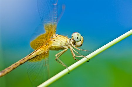 simsearch:400-04710191,k - dragonfly in garden or in green nature Stock Photo - Budget Royalty-Free & Subscription, Code: 400-05687843