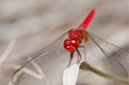 simsearch:400-04710191,k - dragonfly in garden or in green nature Stock Photo - Budget Royalty-Free & Subscription, Code: 400-05687850