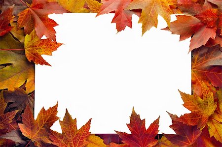 simsearch:400-06418836,k - Fall Maple Leaves Border with White Background Stock Photo - Budget Royalty-Free & Subscription, Code: 400-05688609