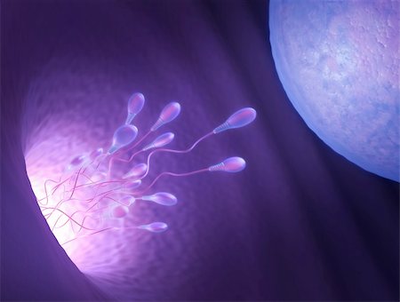 Stylized illustration of various sperm going to meet the egg in the process of human fertilization. Stock Photo - Budget Royalty-Free & Subscription, Code: 400-05688956