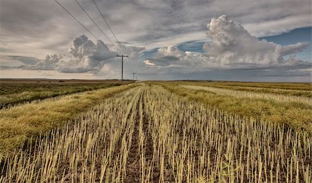 simsearch:400-04996406,k - Stubble Field and Prarie Storm Canola Saskatchewan Stock Photo - Budget Royalty-Free & Subscription, Code: 400-05680007