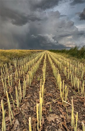 simsearch:400-04996406,k - Stubble Field and Prarie Storm Canola Saskatchewan Stock Photo - Budget Royalty-Free & Subscription, Code: 400-05680008