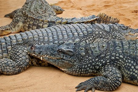 simsearch:400-04434649,k - Crocodiles lying next to each other on sand Stock Photo - Budget Royalty-Free & Subscription, Code: 400-05680654