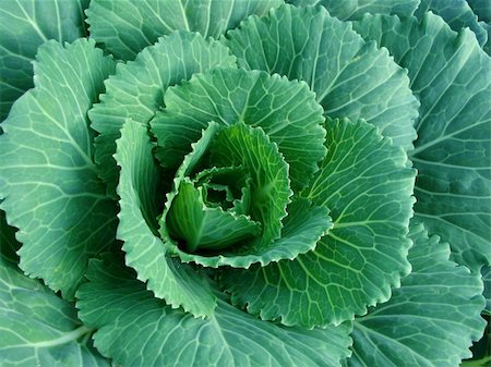 dleonis (artist) - ornamental cabbage growing on the bed Stock Photo - Budget Royalty-Free & Subscription, Code: 400-05682374