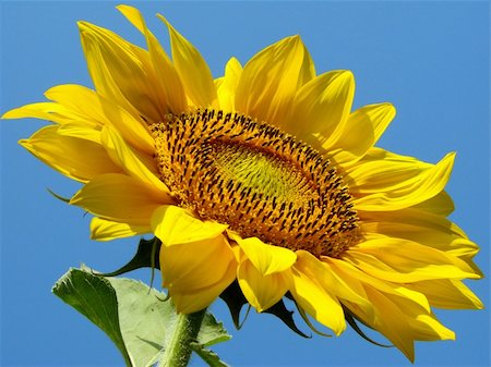 simsearch:400-04996406,k - yellow sunflower against blue sky Stock Photo - Budget Royalty-Free & Subscription, Code: 400-05682398