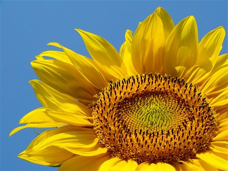simsearch:400-04996406,k - yellow sunflower against blue sky Stock Photo - Budget Royalty-Free & Subscription, Code: 400-05682400