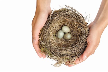 Young woman holding blackbird nest over white background Stock Photo - Budget Royalty-Free & Subscription, Code: 400-05682999