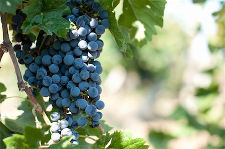 simsearch:846-03166143,k - Merlot grapes on grapevine. Close up grapes Stock Photo - Budget Royalty-Free & Subscription, Code: 400-05683324