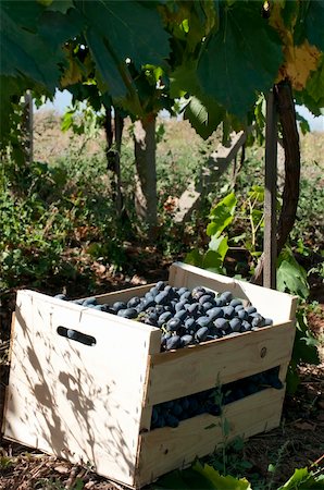 simsearch:846-03166143,k - Crate of grapes in vineyards. Red grape Stock Photo - Budget Royalty-Free & Subscription, Code: 400-05683323