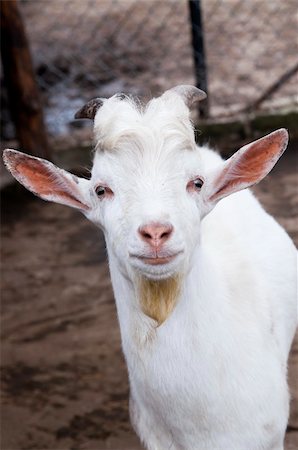 simsearch:400-05294140,k - Funny cute goat at the farm. Portrait photo. Stock Photo - Budget Royalty-Free & Subscription, Code: 400-05683477
