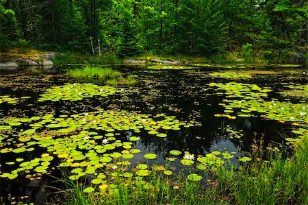 Lily pads and water lilies on lake surface in Northern Ontario wilderness Stock Photo - Budget Royalty-Free & Subscription, Code: 400-05695756
