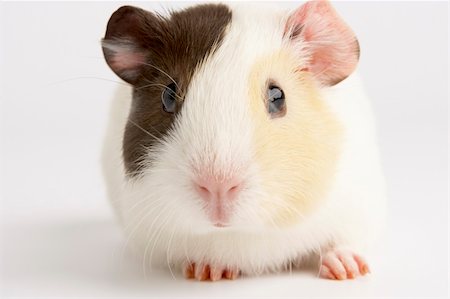 Guinea Pig Against White Background Stock Photo - Budget Royalty-Free & Subscription, Code: 400-05696725