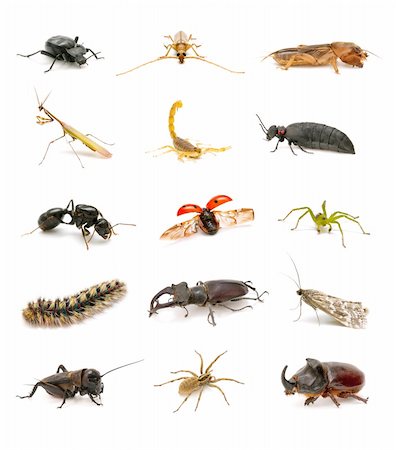 insect collection isolated on white background Stock Photo - Budget Royalty-Free & Subscription, Code: 400-05698290