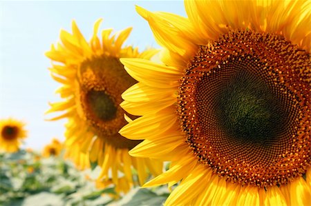 Two sunflowers close-up on sunflowers field. Stock Photo - Budget Royalty-Free & Subscription, Code: 400-05698820