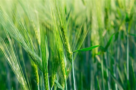 detail of organic green spring grains Stock Photo - Budget Royalty-Free & Subscription, Code: 400-05699446