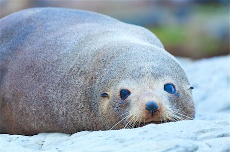 simsearch:700-00164988,k - A Hooker's Seal Lion resting on a rock on the New Zealand coast. Stock Photo - Budget Royalty-Free & Subscription, Code: 400-05690053