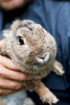 Front view of a grey brown rabbit Foto de stock - Super Valor sin royalties y Suscripción, Código: 400-05690111