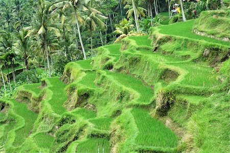Rice terraces in Bali, Indonesia Stock Photo - Budget Royalty-Free & Subscription, Code: 400-05690311