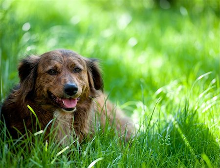 simsearch:400-04875272,k - Brown dog resting in the grass. Stock Photo - Budget Royalty-Free & Subscription, Code: 400-05690693