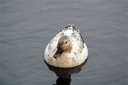 drake - ducks on a lake Stock Photo - Budget Royalty-Free & Subscription, Code: 400-05693197