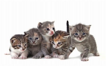 Adorable Cute Kittens on White Background Stock Photo - Budget Royalty-Free & Subscription, Code: 400-05693333