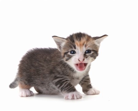 Hissing Newborn Domestic Kitten On White Stock Photo - Budget Royalty-Free & Subscription, Code: 400-05693351
