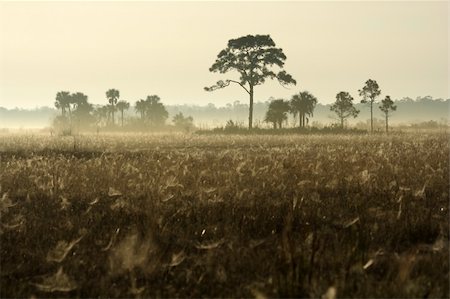 Big Cypress National Preserve in the Florida Everglades Stock Photo - Budget Royalty-Free & Subscription, Code: 400-05704395