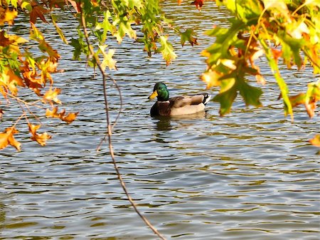 drake - a shot of a duck on the water with fall leaves hanging over Stock Photo - Budget Royalty-Free & Subscription, Code: 400-05704390
