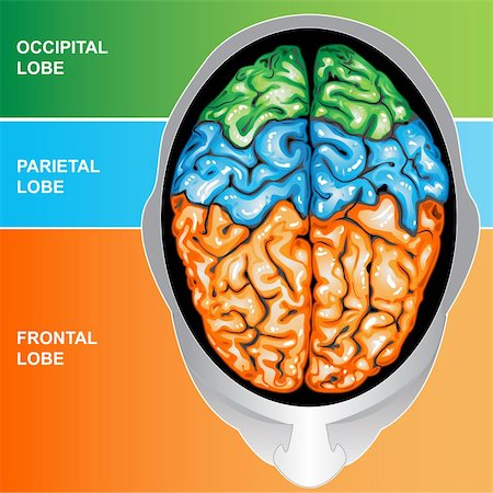 Illustration body part, human brain view top Stock Photo - Budget Royalty-Free & Subscription, Code: 400-05704811