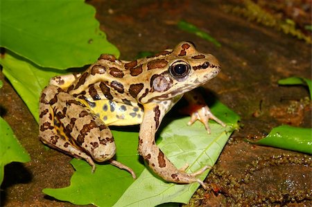 rana - Pickerel Frog (Rana palustris) in the southern USA. Stock Photo - Budget Royalty-Free & Subscription, Code: 400-05705127