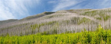 simsearch:400-05705152,k - Small pines emerge in the wake of a forest fire in the Flathead National Forest of Montana. Stock Photo - Budget Royalty-Free & Subscription, Code: 400-05705135