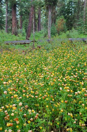 simsearch:400-05705152,k - Yellow wildflowers bloom on the forest floor of Glacier National Park in Montana. Stock Photo - Budget Royalty-Free & Subscription, Code: 400-05705138