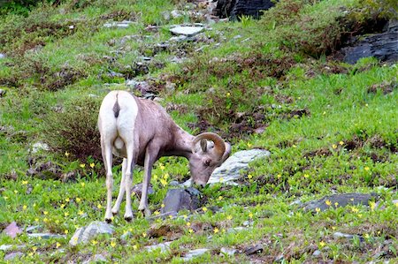 Bighorn sheep (Ovis canadensis) at Logan Pass of Glacier National Park. Stock Photo - Budget Royalty-Free & Subscription, Code: 400-05705144