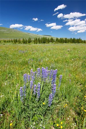 simsearch:400-05705152,k - Flowers and bright green vegetation stretch over an open area of the Bighorn National Forest in Wyoming. Stock Photo - Budget Royalty-Free & Subscription, Code: 400-05705154