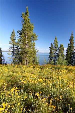 simsearch:400-05705152,k - Wildflowers grow along the shoreline of Jackson Lake in Grand Teton National Park - USA. Stock Photo - Budget Royalty-Free & Subscription, Code: 400-05705161