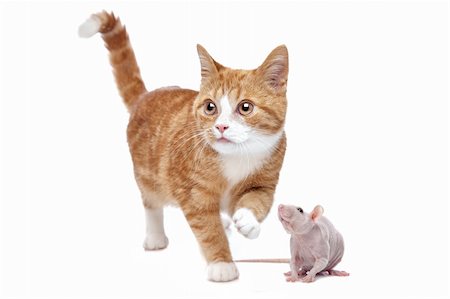 scared cat - A red Kitten and a naked rat in front of a white background Stock Photo - Budget Royalty-Free & Subscription, Code: 400-05705268