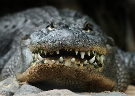 Big alligator head and teeth front potrait Stock Photo - Budget Royalty-Free & Subscription, Code: 400-05705845