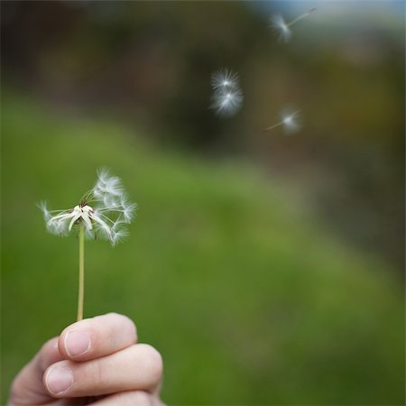 simsearch:400-04399510,k - Spreading the seeds. Hand holding a Dandelion Stock Photo - Budget Royalty-Free & Subscription, Code: 400-05706051