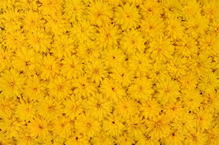 Group of Rudbeckia laciniata flower heads - yellow daisy background Stock Photo - Budget Royalty-Free & Subscription, Code: 400-05706213