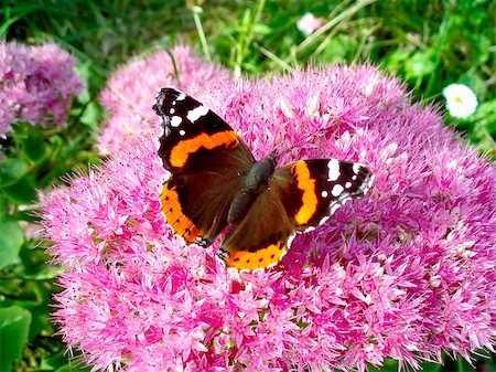 sedum - Butterfly Red Admiral is sitting on a pink flower Stock Photo - Budget Royalty-Free & Subscription, Code: 400-05706386
