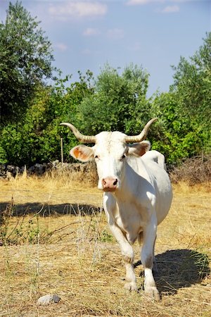 simsearch:400-05669603,k - White cow in field. Photographie de stock - Aubaine LD & Abonnement, Code: 400-05706550