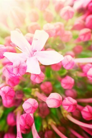 simsearch:400-06141235,k - Beautiful abstract floral background with pink flower buds and defocused lights. Border design in pink and green Stock Photo - Budget Royalty-Free & Subscription, Code: 400-05707051