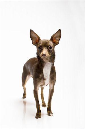 simsearch:400-04312760,k - Picture of a funny curious toy terrier dog looking up. white background Stock Photo - Budget Royalty-Free & Subscription, Code: 400-05707179