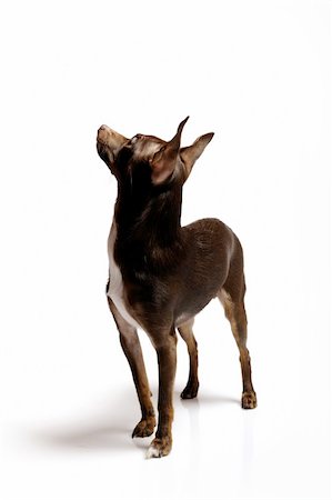 simsearch:400-04875272,k - Picture of a funny curious toy terrier dog looking up. white background Stock Photo - Budget Royalty-Free & Subscription, Code: 400-05707181