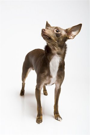 simsearch:400-04312760,k - Picture of a funny curious toy terrier dog looking up. white background Stock Photo - Budget Royalty-Free & Subscription, Code: 400-05707182
