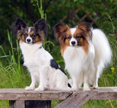 simsearch:400-06641109,k - Two dog breeds Papillon sitting on the bench Stock Photo - Budget Royalty-Free & Subscription, Code: 400-05707411