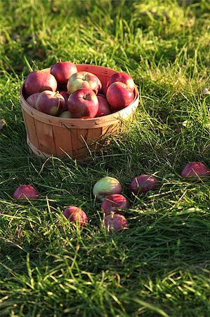 simsearch:846-03164224,k - Closeup of freshly picked apples in the orchard Stock Photo - Budget Royalty-Free & Subscription, Code: 400-05707998