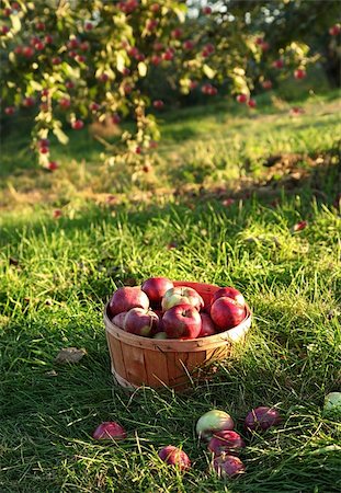 simsearch:846-03164224,k - Freshly picked apples in the orchard in Autumn Stock Photo - Budget Royalty-Free & Subscription, Code: 400-05708003