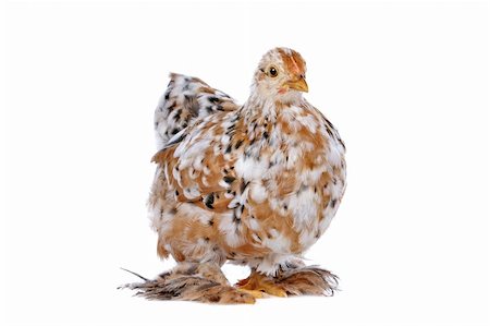 simsearch:400-05709593,k - Colourful Chicken in front of a white background Stock Photo - Budget Royalty-Free & Subscription, Code: 400-05709595